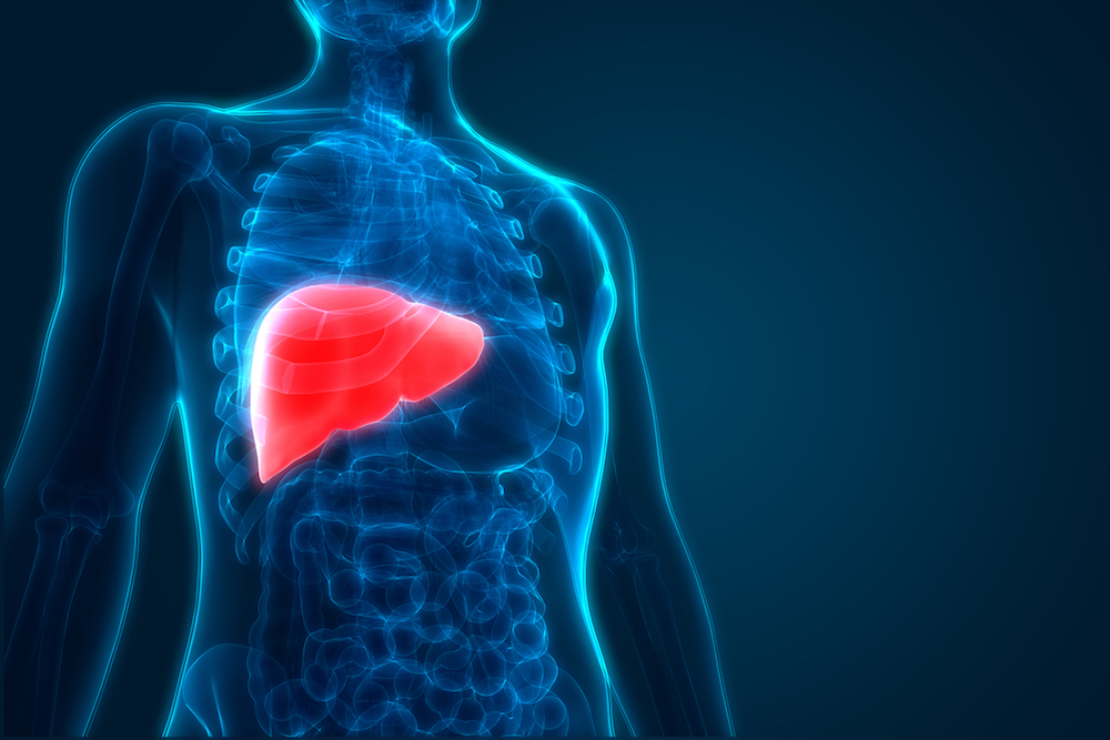 A rendering of an x ray with the liver highlighted in red
